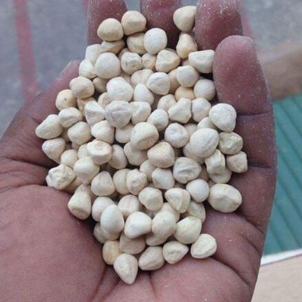 Moringa Seeds Kernel Hulling Machine.jpg